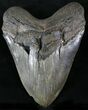 Wide Megalodon Tooth - Sharp Serrations #23747-1